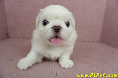 05/27北京狗公幼犬(新北林口)3