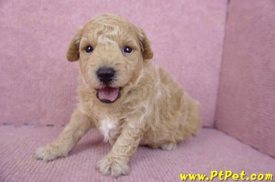 01/20泰迪比熊公幼犬2號5