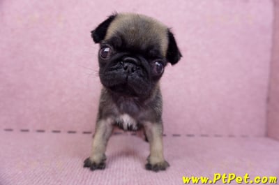 09/08巴哥母幼犬3號(新北五股)1