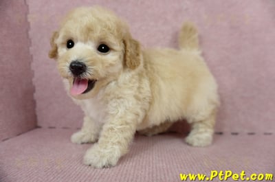 03/12泰迪比熊公幼犬1號(嘉義市)11