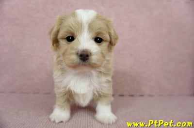 02/07奶油色馬爾泰迪母幼犬(嘉義東區)1