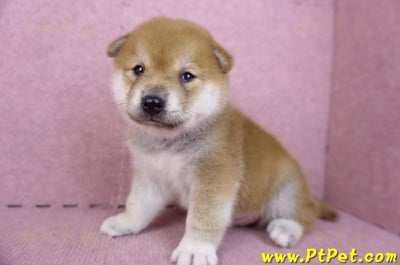 09/21赤色柴犬公幼犬(新北淡水)5