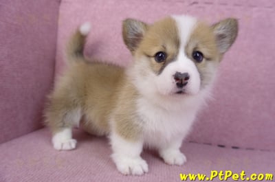 11/30雙色柯基犬母幼犬1