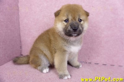 09/21赤色柴犬母幼犬2號(新竹)3