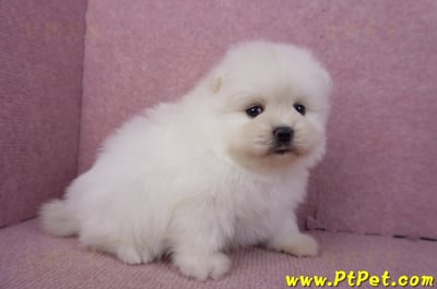 02/10白色松鼠博美母幼犬4