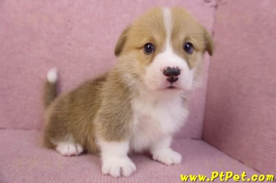 11/30雙色柯基犬公幼犬5號(高雄仁武)4