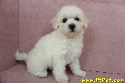 05/20比熊犬母幼犬(桃園楊梅)4