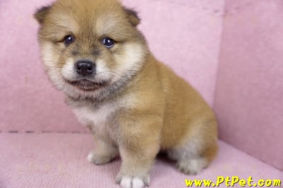 03/09赤色長毛柴犬公幼犬6