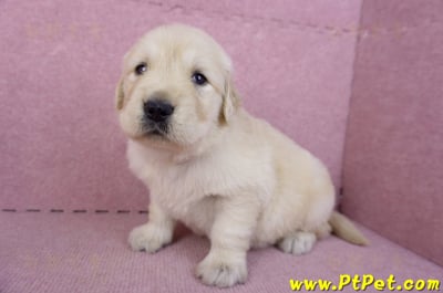 11/14黃金獵犬母幼犬2號(新竹)6