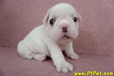 04/18奶白色法國鬥牛公幼犬2號(屏東內埔)4