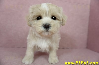 01/15奶油色馬爾泰迪 I 母幼犬(高雄新興)2