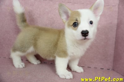 04/14雙色柯基犬母幼犬2號(屏東潮州)6