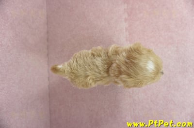 01/15奶油色馬爾泰迪 II 母幼犬(新竹市)10