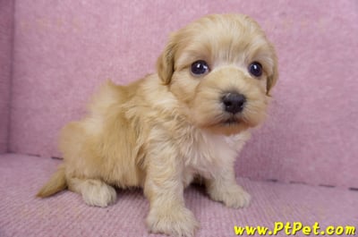 12/10馬爾泰迪公幼犬4號3