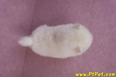 10/11松鼠白博美母幼犬(新北淡水)7