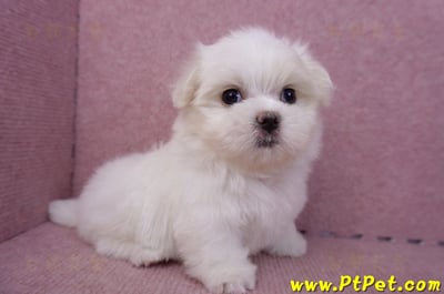 06/26迷你型馬爾濟斯公幼犬(新北三重)4