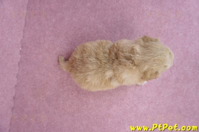 04/01泰迪比熊公幼犬2號(高雄前鎮)6