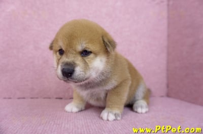 10/06赤色柴犬公幼犬1號(屏東萬丹)5