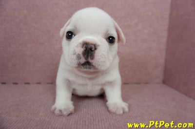 04/18奶白色法國鬥牛公幼犬(新北板橋)2