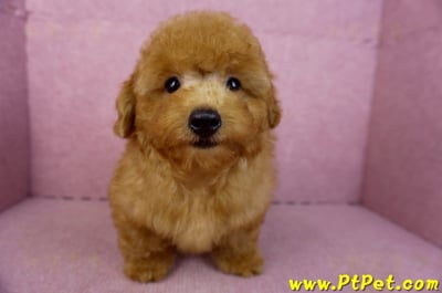 01/26紅貴賓公幼犬3