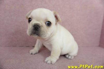 01/14奶油色法國鬥牛母幼犬(高雄三民)10