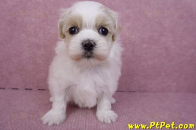 07/18馬爾泰迪母幼犬1