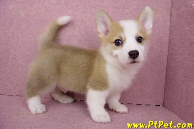 05/27雙色柯基犬公幼犬1號(台北大安)9