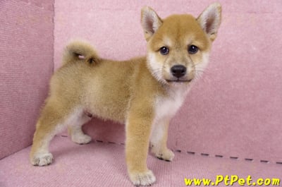 06/09赤色柴犬公幼犬1號(桃園)7