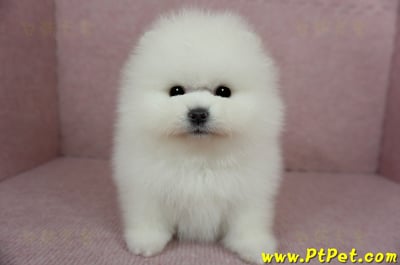 12/27迷你型松鼠白博美公幼犬1號(高雄前鎮)3