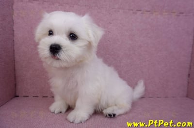 07/26迷你型馬爾濟斯 I 公幼犬(台中東區)8