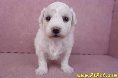 02/14比熊犬母幼犬2