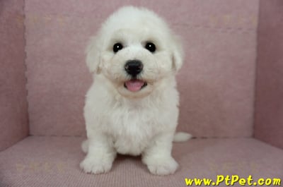 01/12比熊犬公幼犬(花蓮吉安)3