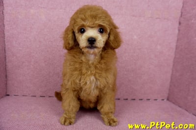 05/22迷你型紅貴賓母幼犬(屏東高樹)2