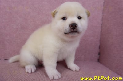 09/11白色柴犬公幼犬4