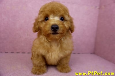 01/26紅貴賓公幼犬3