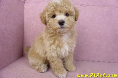 02/18泰迪比熊母幼犬(屏東市)5