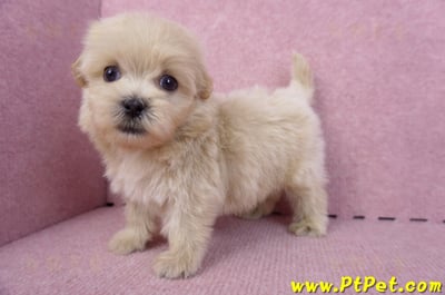 10/13馬爾泰迪公幼犬2號(高雄)9