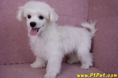 08/11馬爾濟斯公幼犬7