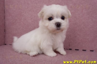 06/26迷你型馬爾濟斯 II 公幼犬1號(台東市)6