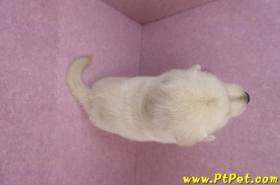 07/18黃金獵犬公幼犬3號(桃園中壢)11