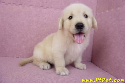 07/18黃金獵犬公幼犬4號(台北)6