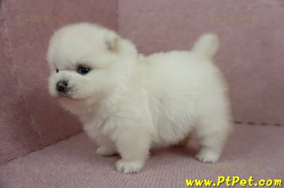 01/20迷你型松鼠白博美母幼犬(高雄鳳山)11