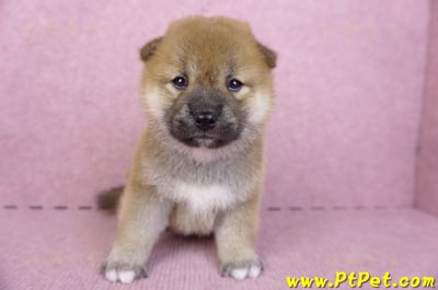 09/21赤色柴犬母幼犬2號(新竹)2