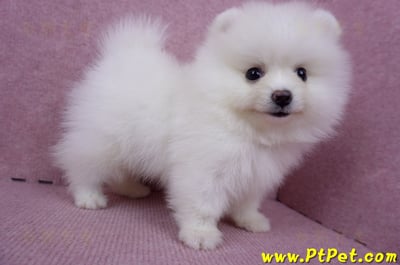 05/22迷你型松鼠白博美公幼犬(高雄美濃)5