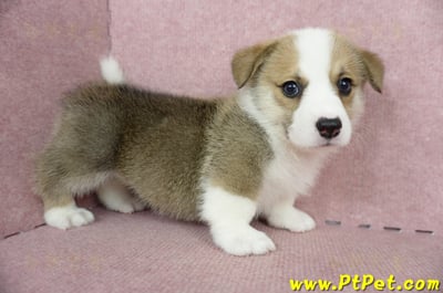 04/28雙色柯基犬公幼犬1號(桃園中壢)5