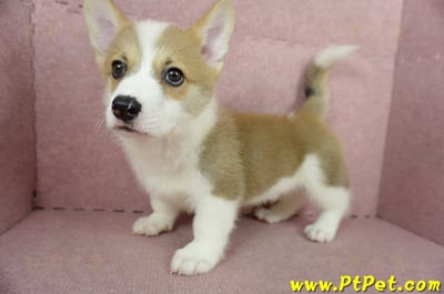 04/13雙色柯基犬公幼犬2號(桃園中壢)9