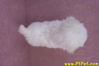 11/20馬爾濟斯公幼犬(彰化二林)13