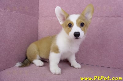 09/22雙色柯基犬公幼犬(高雄前金)6