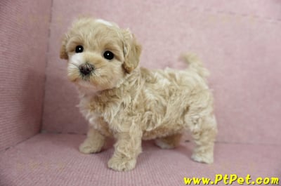 03/02馬爾泰迪母幼犬(桃園楊梅)10