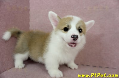 01/25雙色柯基犬公幼犬(基隆中山)5